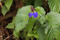 Rhynchoglossum notonianum